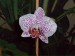 220px-Orchids